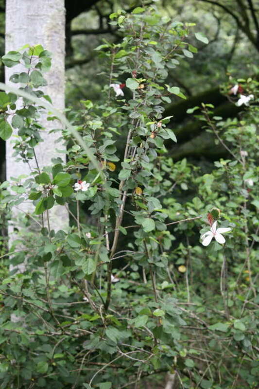 Koki`o ke`oke`o. Native to Kauai, this hibiscus is commonly found in Waimea Canyon, and in the moist forests of the western and northern coasts of that island at 800’ to 3900’ elevation.  This hibiscus has fairly large white pinwheel shaped flowers