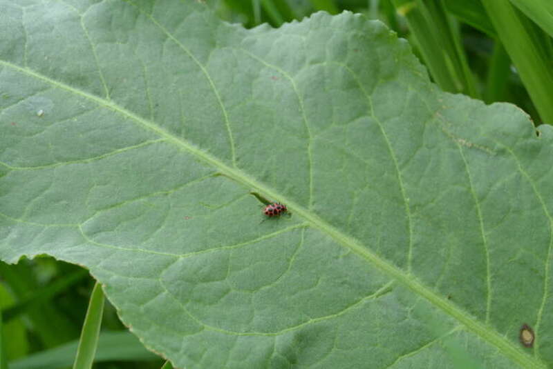 This image was taken at Indian Creek Nature Center, just southeast of Cedar Rapids, Iowa.