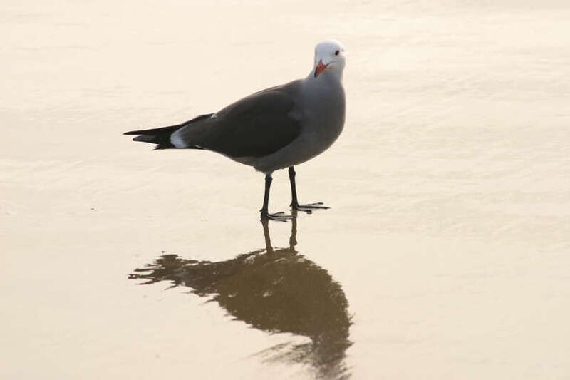 Heermann's Gull Larus heermanni, Natural Bridges beach, Santa Cruz, San Francisco Bay Area, California, USA.