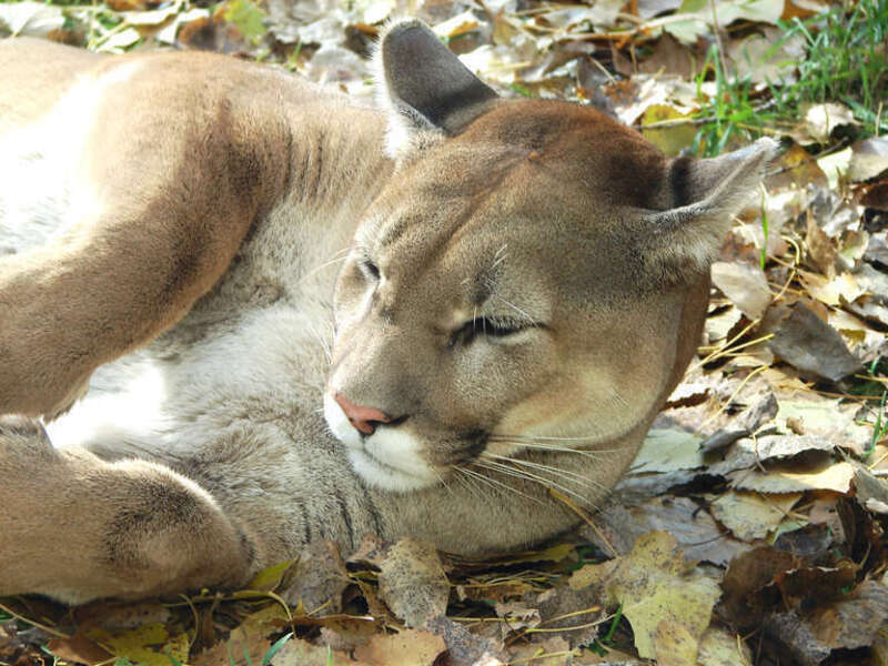 A cougar at the Dakota Zoo in Bismarck, North Dakota.