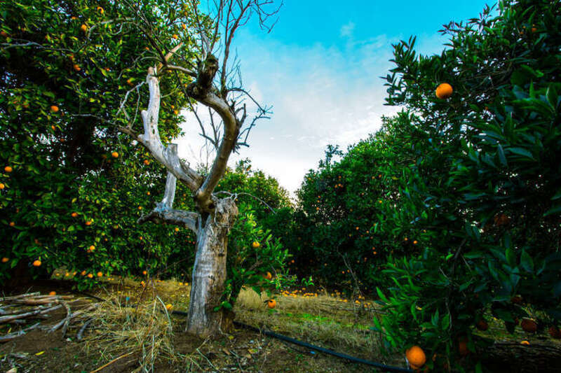 500px provided description: From an orange grove in Redlands, California []