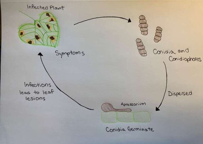Simple Outline of the Lifecycle of Alternaria helianthi