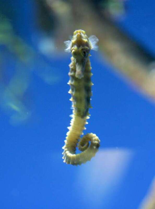Lined Seahorse (Hippocampus erectus) at the Florida Aquarium.