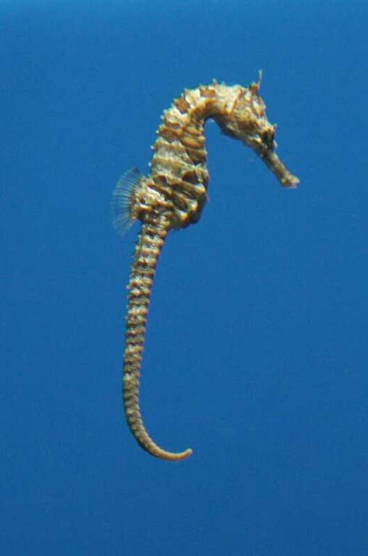 Lined Seahorse (Hippocampus erectus) at the Florida Aquarium.