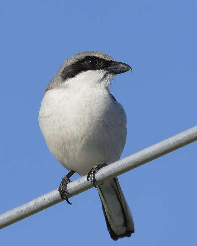 Loggerhead Shrike