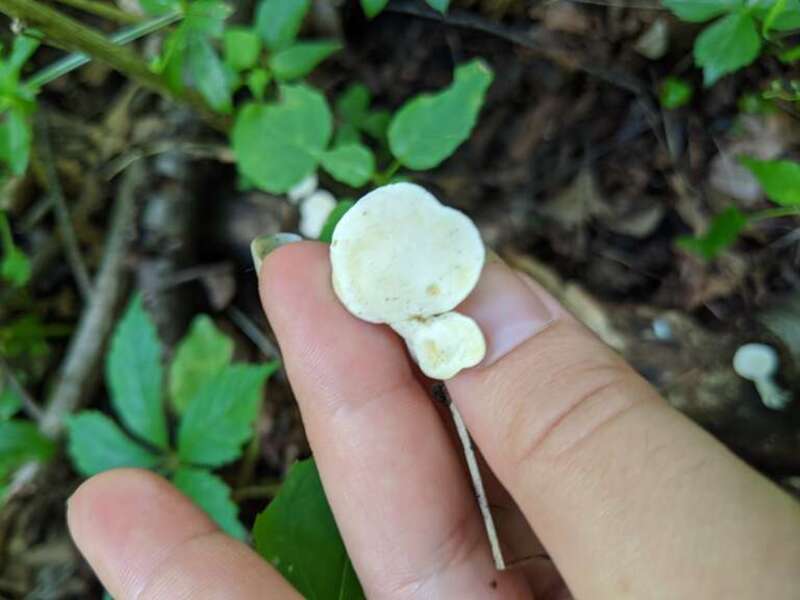 Loweomyces fractipes