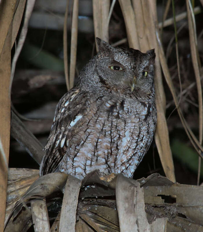 Eastern Screech-Owl (Megascops asio)