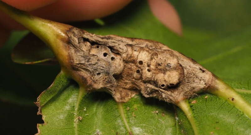 Melikaiella tumifica