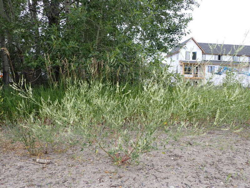 Melilotus alba, white sweetclover, growing along a path in Story Mill Park in northeast Bozeman, Montana. Melilotus alba seemed to be as common as Melilotus officinalis in the Bozeman area during the summer of 2022.