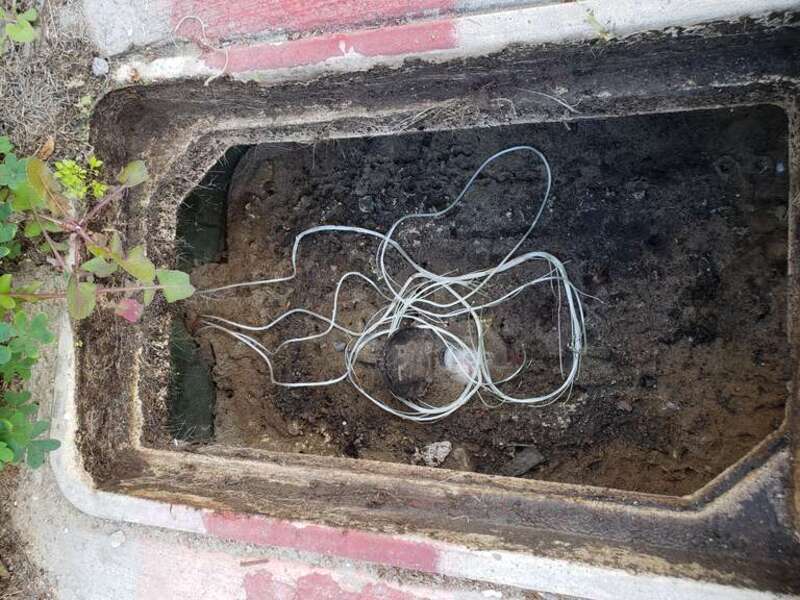 Fungi observed inside a water meter box in the Mission Beach neighborhood of San Diego