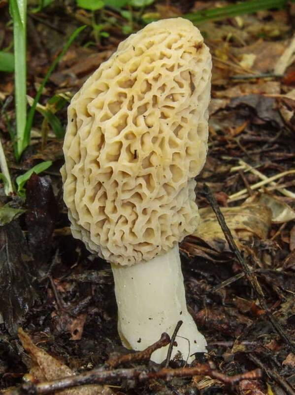 Morchella esculentoides
