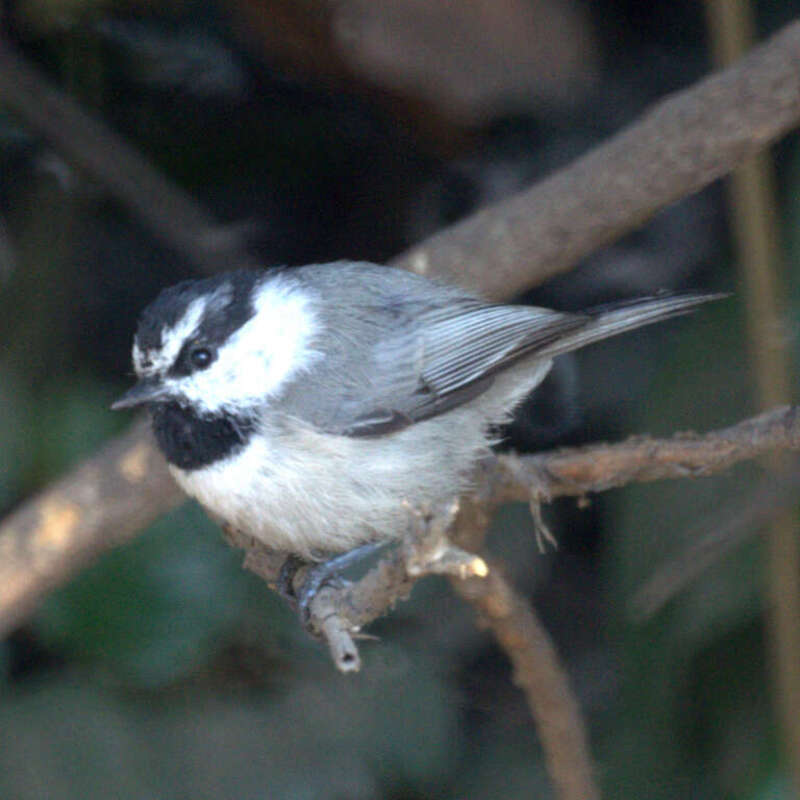 Mountain Chickadee