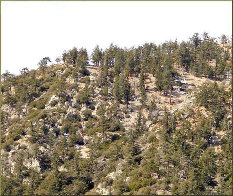 (1 in a multiple picture set)
Most of the peaks up in the Mt. Baldy area are fairly rough with scrub trees as shown in this zoom shot.
