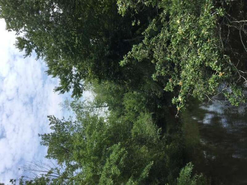 Muddy Run, a creek that flows into Parvin Lake in Parvin State Park, Salem County, New Jersey. The picture was taken on 19 June 2021, from a bridge across the creek near the park's center along the trail which extends southwest from the trailhead on