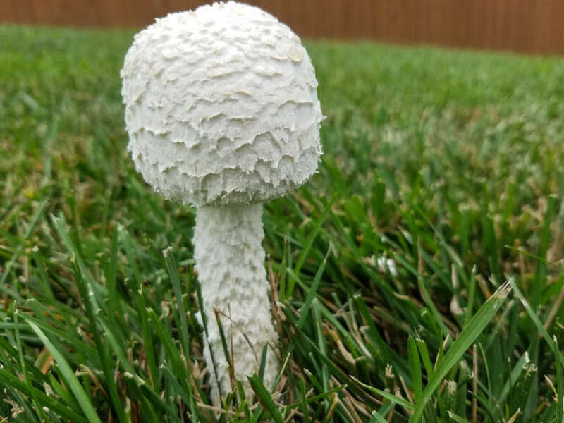 500px provided description: Mushroom popped up during cloudy day after heavy rain. [#floral ,#outdoor ,#grass ,#camomile ,#mushroom ,#stem ,#buds ,#grow ,#trefoil ,#bloom ,#flowering ,#stalks ,#blooming ,#chamomile ,#daffodils ,#blooms ,#posy