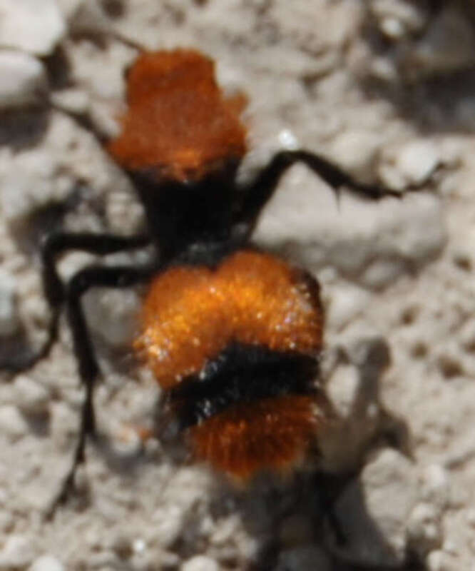 Mutillidae, or &quot;Cow Killer&quot; Wasp