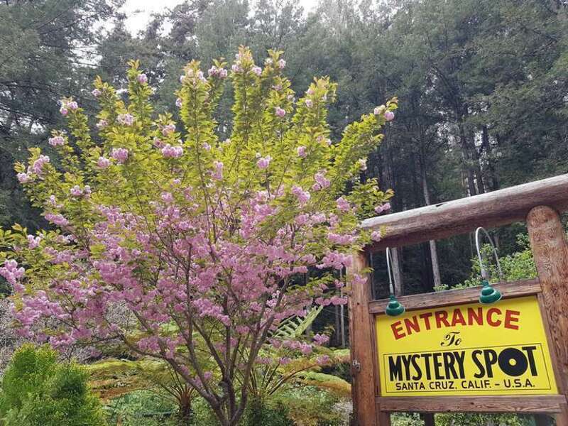 View of Mystery Spot entrance, Santa Cruz