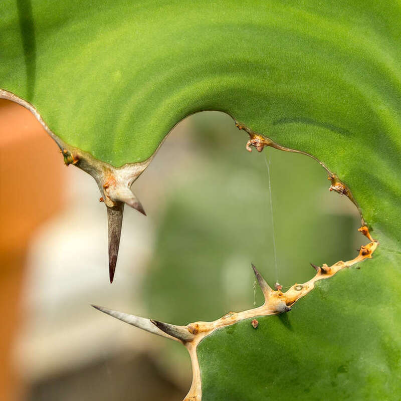 I'm into cacti this year. This one was from a local greenhouse.

13 Green (52 in 2017)