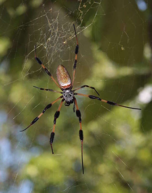 An orb-weaving spider (Nephila clavipes)