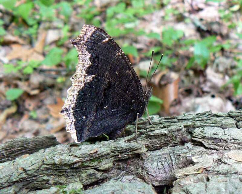 Nymphalis antiopa Here's the underwing view.  This butterfly hung out in the same sun-dappled area for a little while, flirting with a few skippers and swallowtails that flew past.