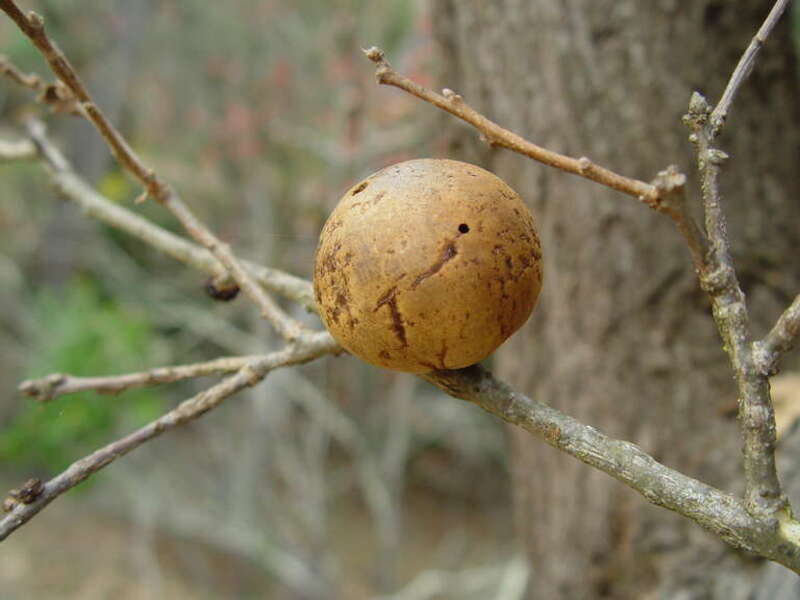 Oak Gall induced by a cynipid wasp (Andricus quercuscalifornicus) Edgewood Park and Natural Preserve, Redwood City, CA _________________ Reference: Field Guide to PLANT GALLS of California and Other Western States by Ron Russo- ISBN 978-0-520-24886-1