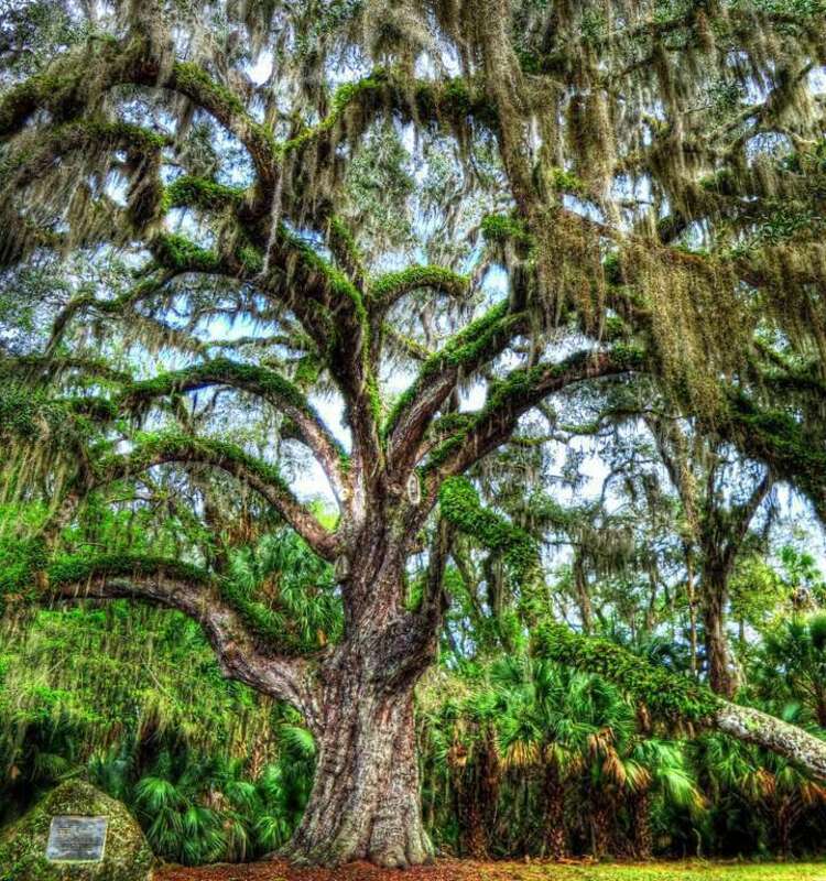 HDR of an ancient oak tree