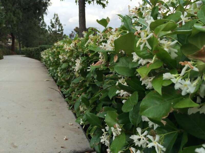 Los Angeles: Orange County in May-July 2016