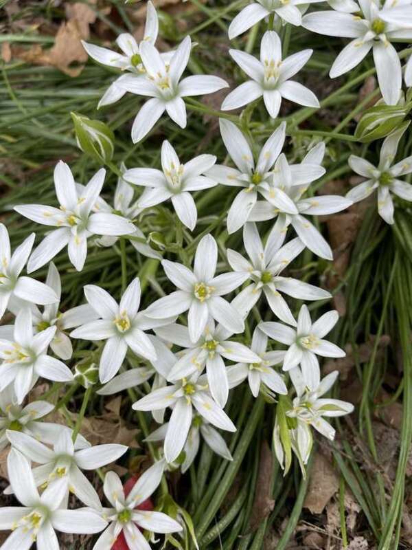 common star-of-Bethlehem (Ornithogalum umbellatum)