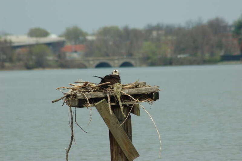Osprey nest, containing plastic bags, near Arlington, Virginia