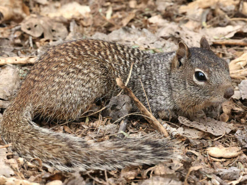 Rock squirrel at Riparian Preserve at Water Ranch, Gilbert, USA