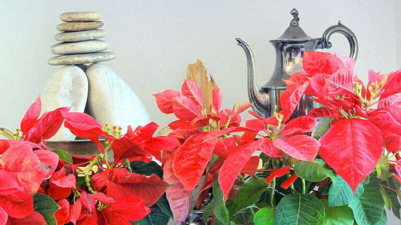 POINSETTIAS-DESIGN