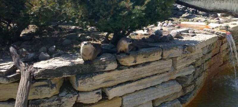 Pair of Lontra canadensis in captivity in Phillips Park Zoo in Aurora, Illinois
