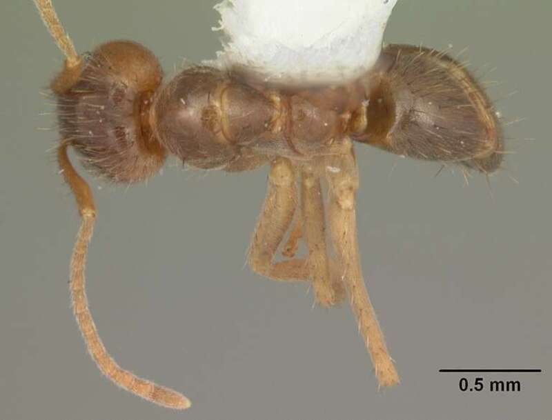 Dorsal view of ant Paratrechina pubens specimen casent0104254.