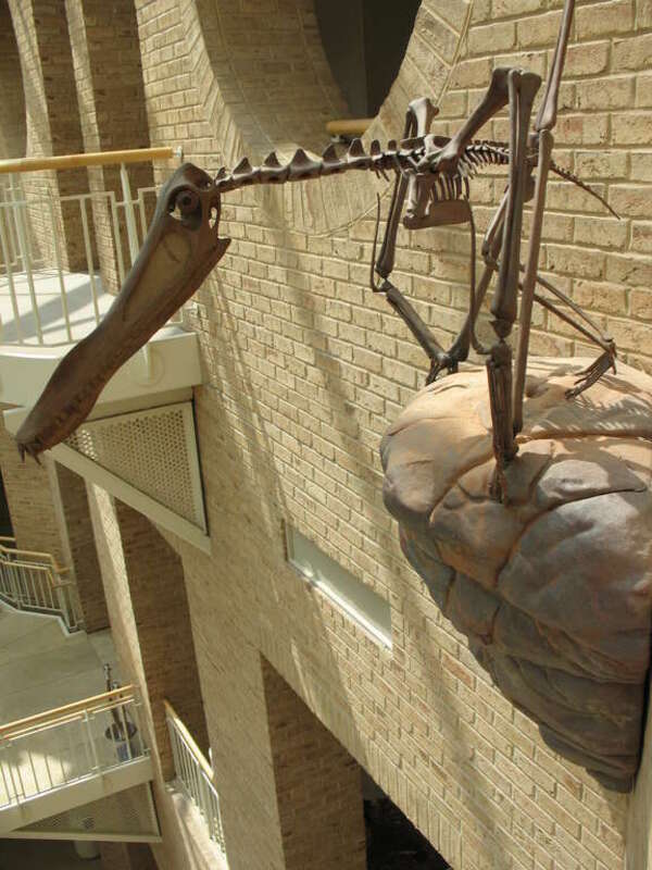 Perched Anhanguera, Fernbank Museum of Natural History.