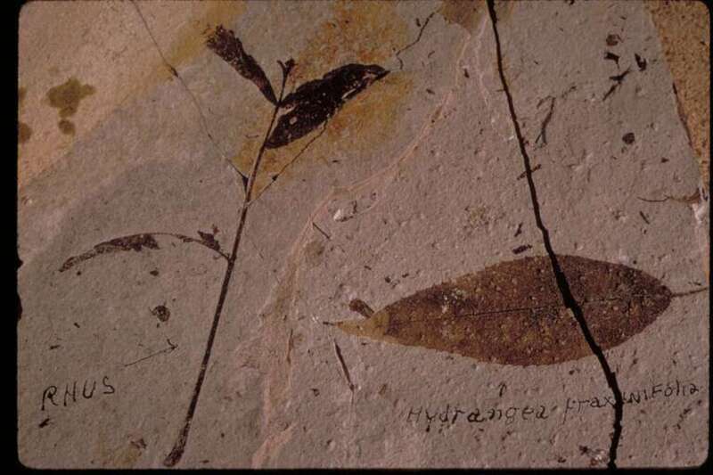 Petrified Hydrangea leaf and Rhus plant.
A beautiful mountain valley just west of Pikes Peak holds spectacular remnants of the earth's prehistoric life. Huge petrified redwoods and incredibly detailed fossils of ancient insects and plants reveal a