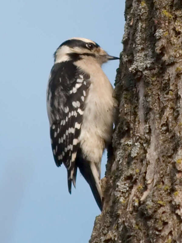 A female Picoides pubescens, taken in Urbana, IL