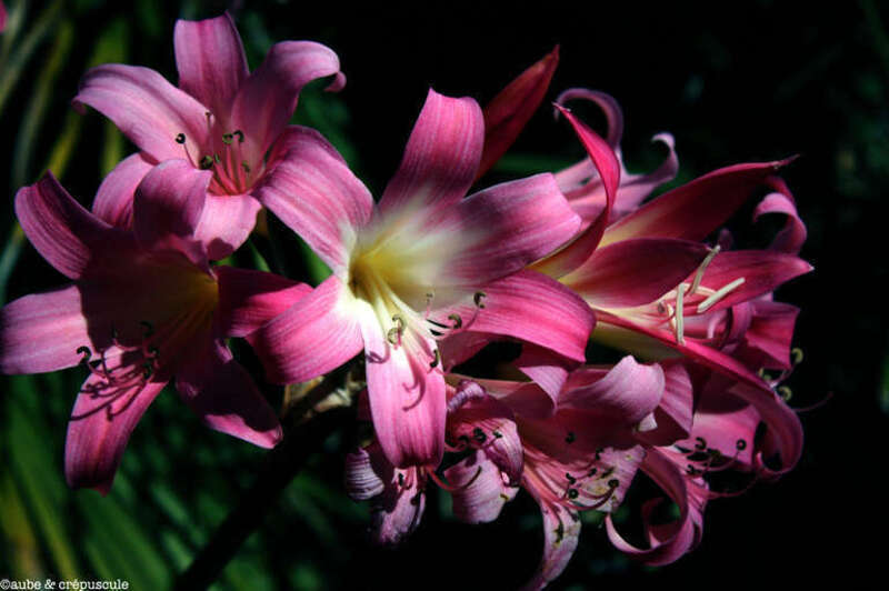 500px provided description: Flowers at Huntington Gardens. [#yellow ,#flowers ,#red ,#beauty ,#spring ,#color ,#nature ,#flower ,#summer ,#beautiful ,#plant ,#green ,#pink ,#garden ,#bloom ,#nature photograph]