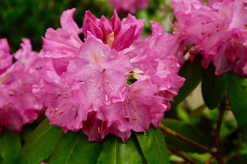 500px provided description: Pink Green [#flower]