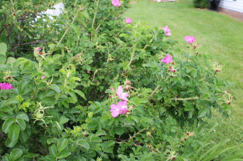 Pink rose plant