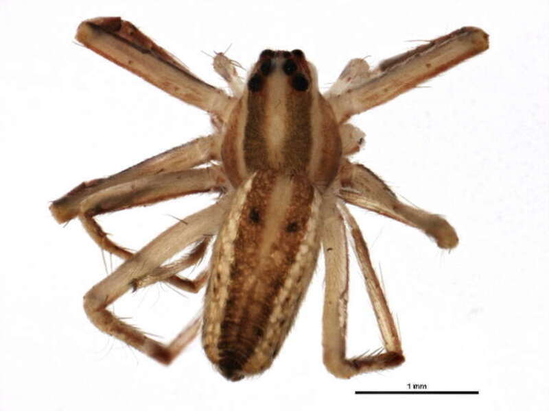 Pisaurina dubia, immature from Texas