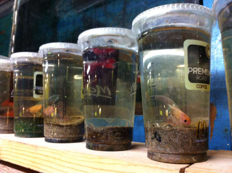 Plastic cups repurposed as fish bowls