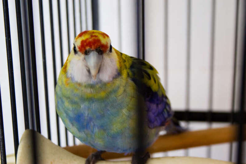A Rosella hybrid parrot. A cross between an Eastern Rosella and Western Rosella in captivity.