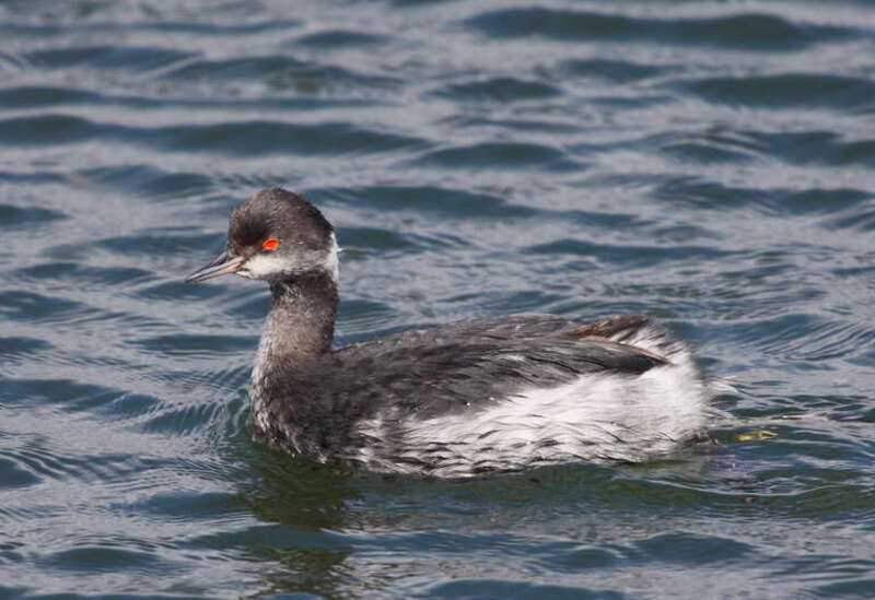 Adult Eared Grebe in non-breeding plumage (Podiceps nigricollis californicus)