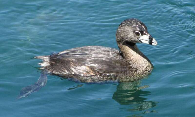 Pied-billed grebe (Podilymbus podiceps)
Location: Laguna Lake, Fullerton, CA, USA