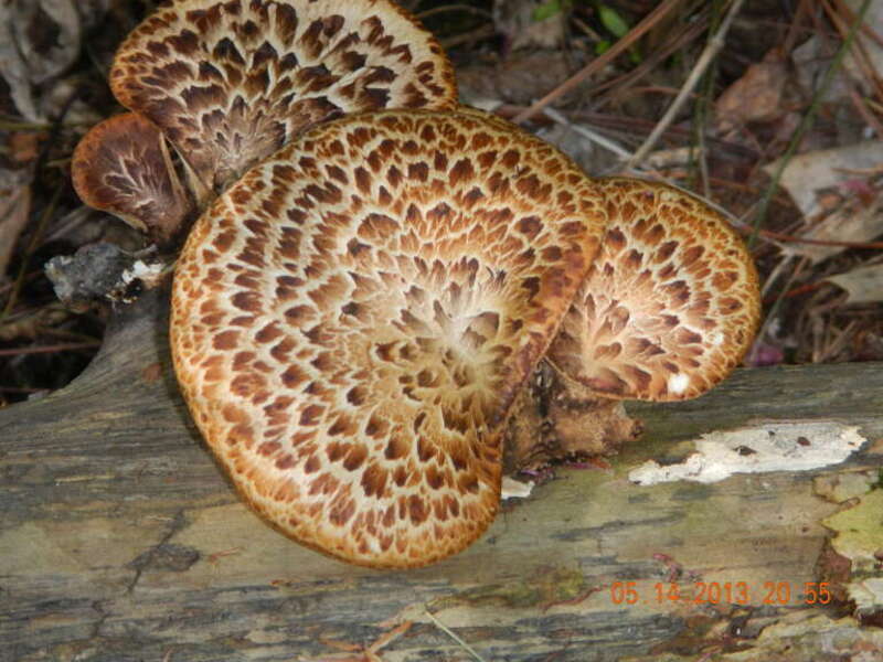 Polyporus squamosus
