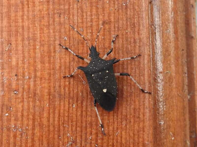 Black Stink Bug (Proxys punctulatus)
