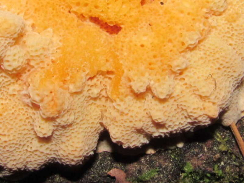 Pycnoporellus fulgens