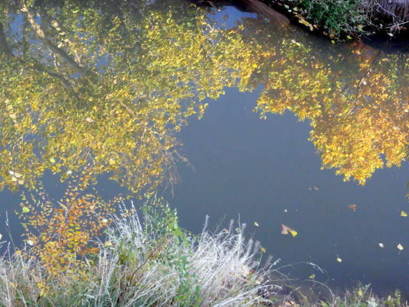 REFLECTED TREE-BLUE SKY AT WATER'S EDGE
