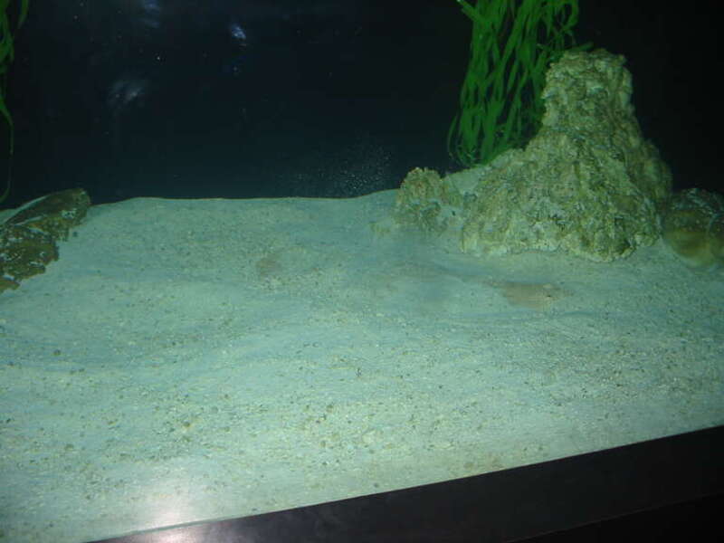 Type unknown.  Taken at Mote Marine Laboratory.