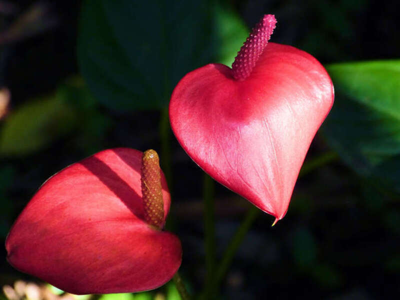 500px provided description: Red Anthuriums Maui Arborteum Alden Cornell Molokai Hawaii [#landscape ,#nature ,#travel ,#blue ,#sun ,#coast ,#ocean ,#vacation ,#tourism ,#view ,#flight ,#photo ,#warm ,#mountain ,#weather ,#cliff ,#trip ,#holiday